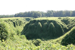 Kudzu