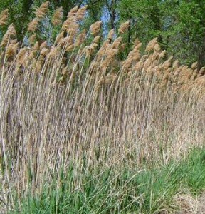 phragmites