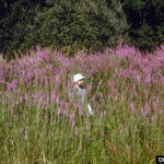 Loosestrife